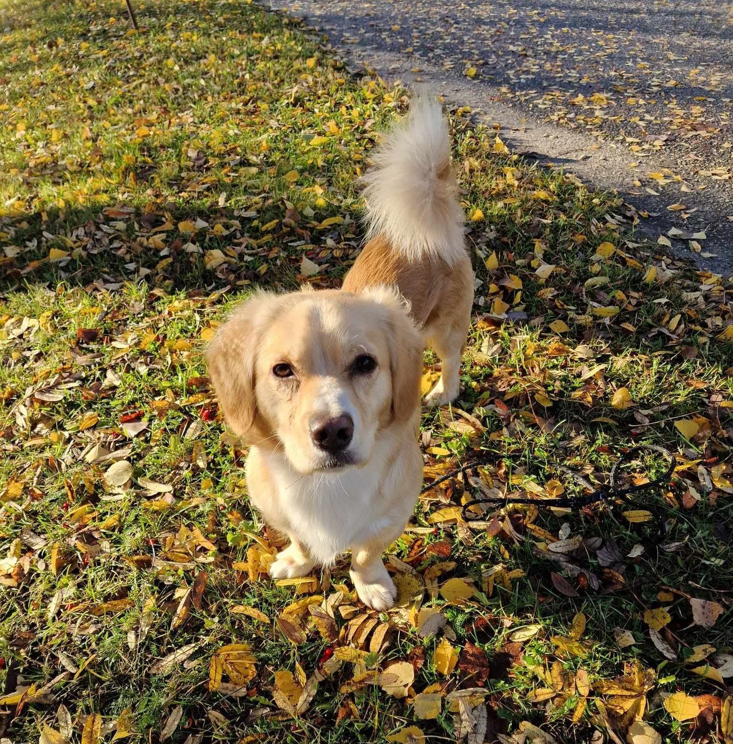 Hundpensionat i Sundsvall